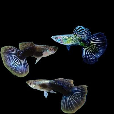 Blue Eagle Special Guppy Pair