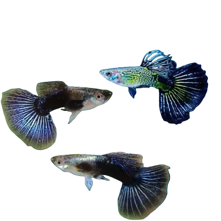 Blue Eagle Special Guppy Pair