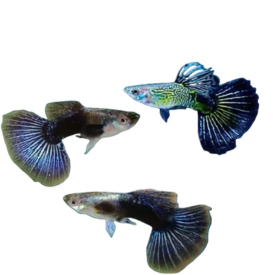 Blue Eagle Special Guppy Pair