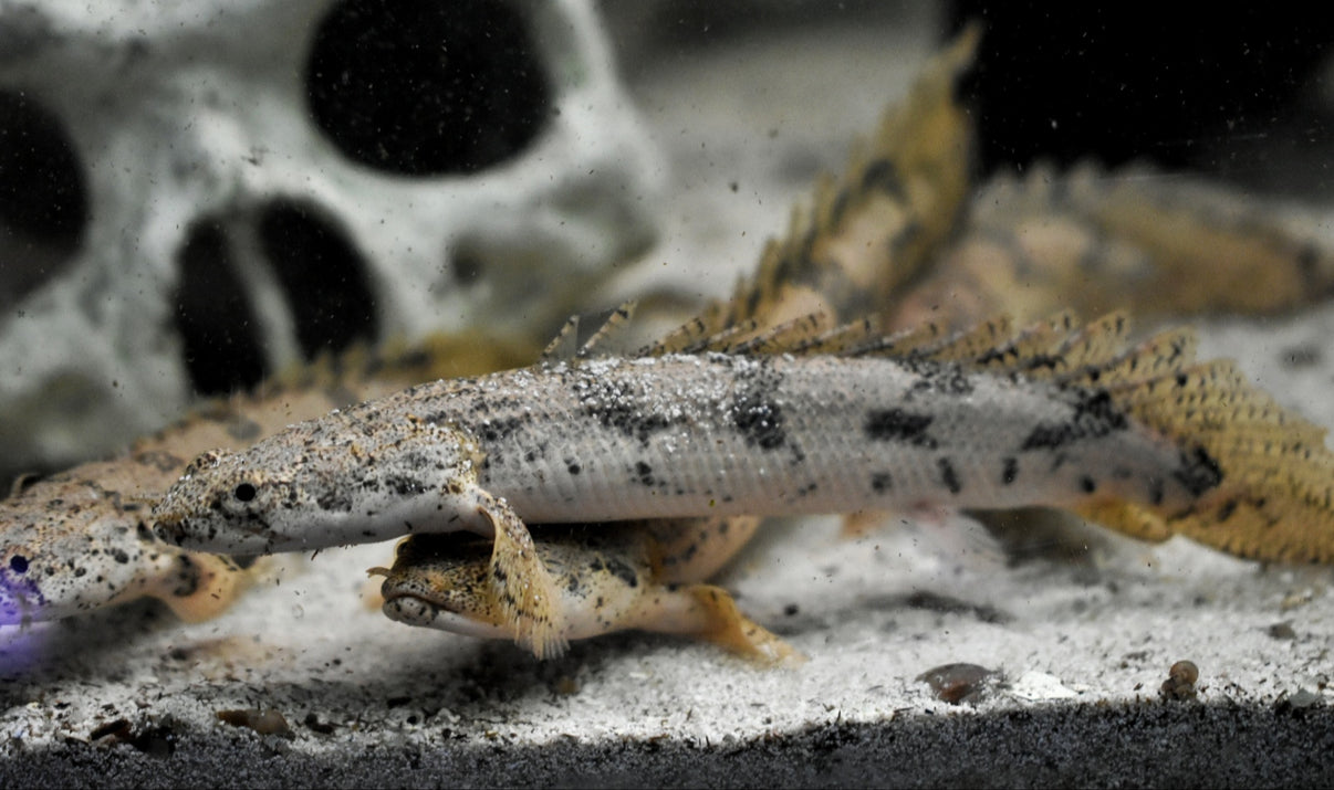 ENDLICHERI BICHIR (Polypterus endlicheri)