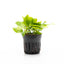 Anubias Pot Plant