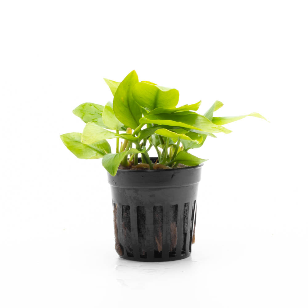 Anubias Pot Plant