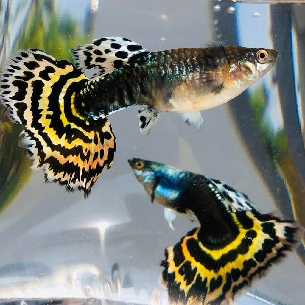 Tiger Special Guppy Pair