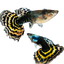 Tiger Special Guppy Pair