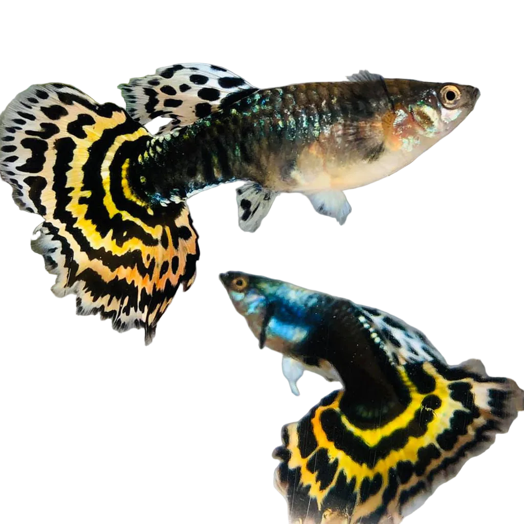Tiger Special Guppy Pair