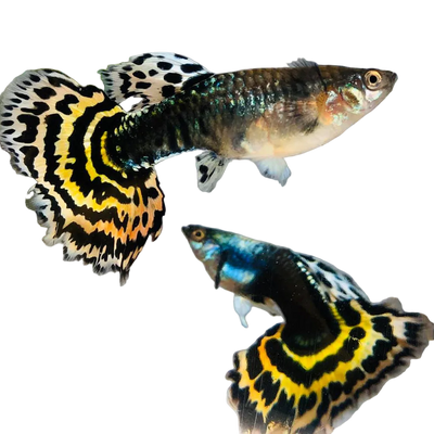 Tiger Special Guppy Pair