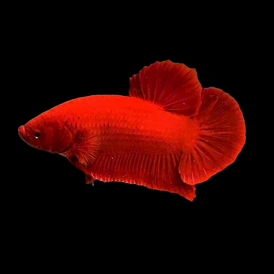Super Red plakat Betta