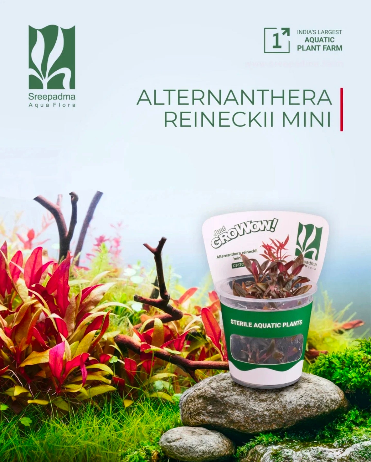 Growow Alternanthera reineckii 'Mini'