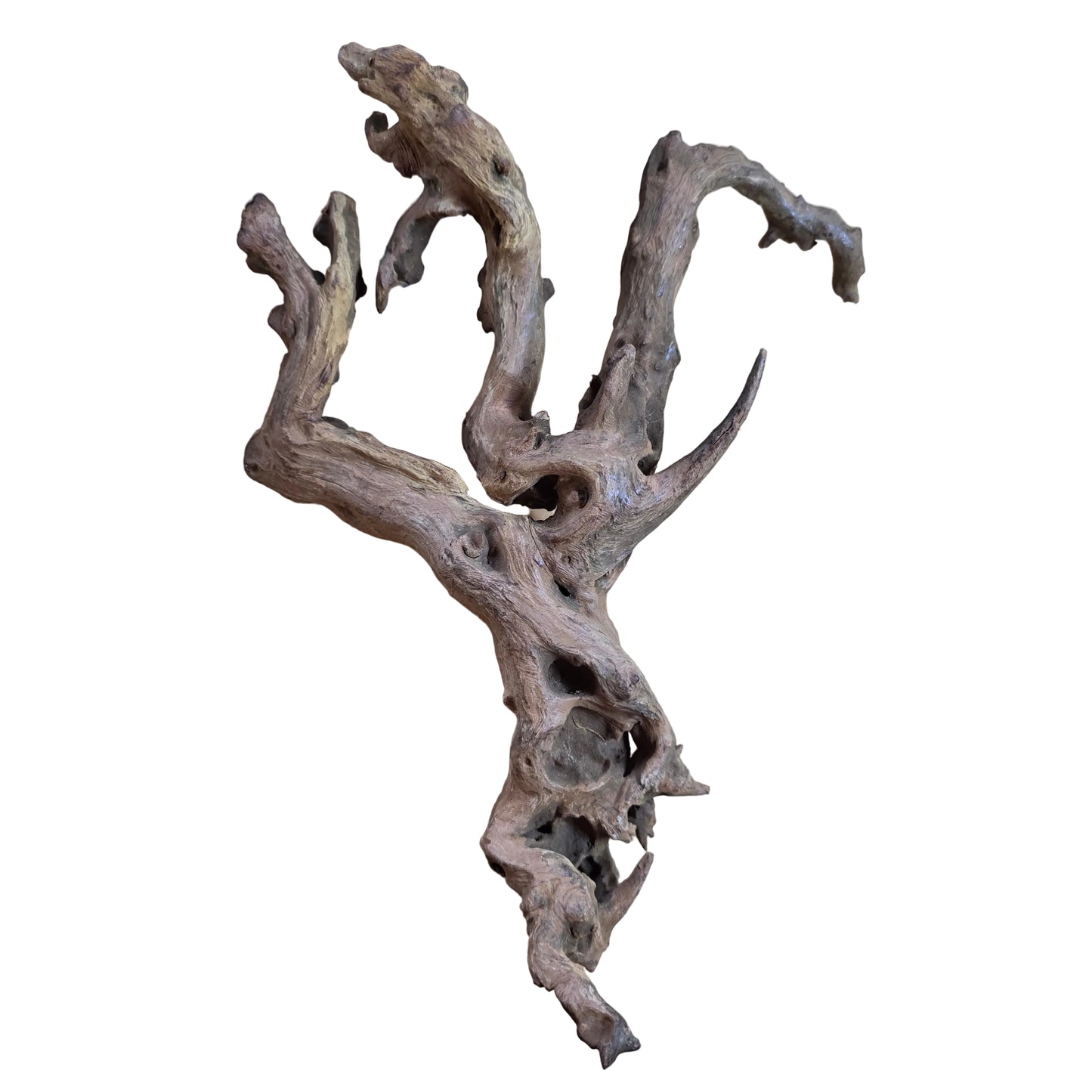 Drift Wood Dark color 20-40cm
