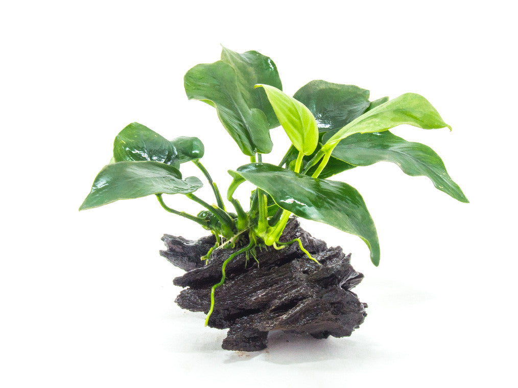 Anubias Barteria on Wood
