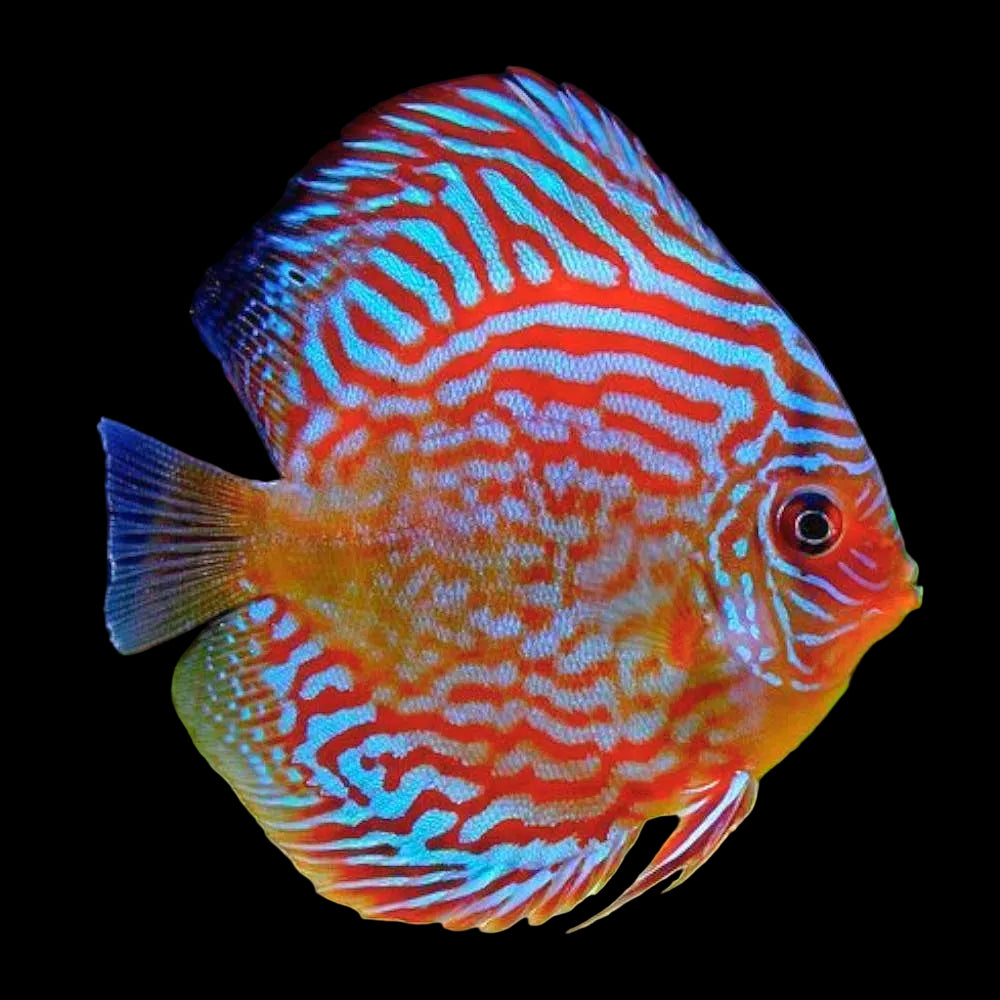 Super Red Turquoise Discus Fish