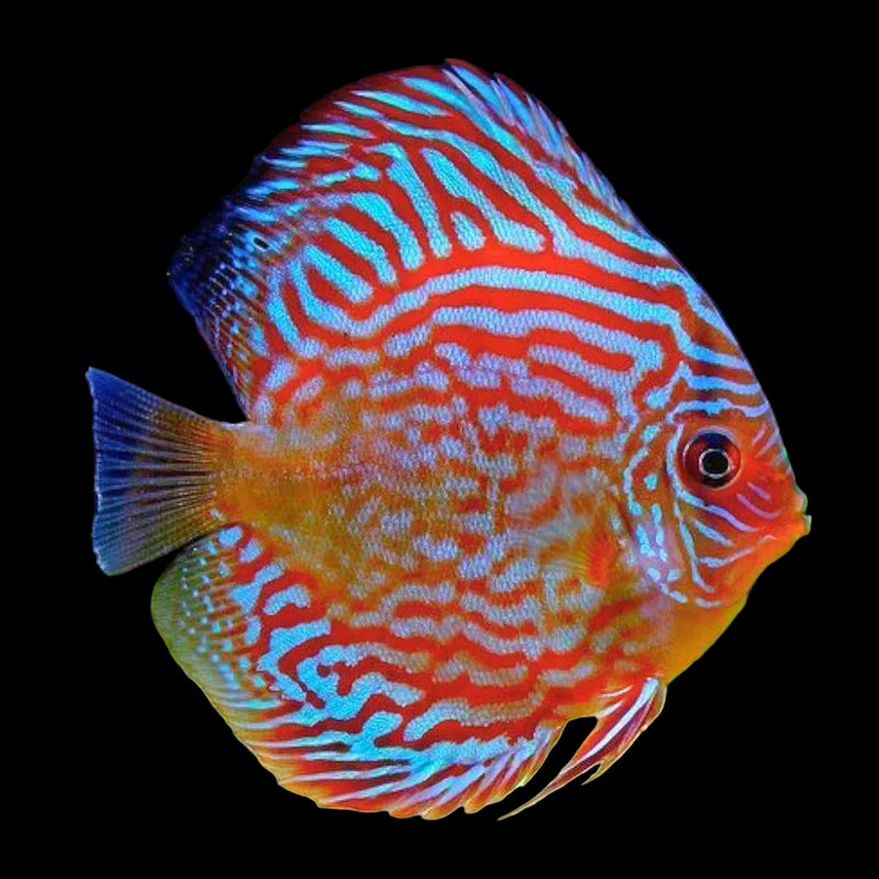 Super Red Turquoise Discus Fish