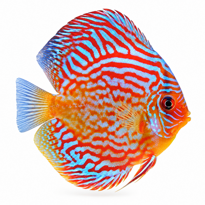 Super Red Turquoise Discus Fish
