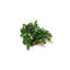 Bucephalandra in Cup