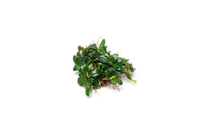 Bucephalandra in Cup