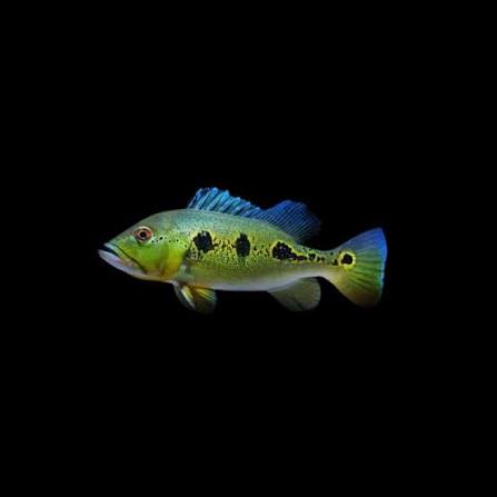Peacock Bass