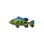 Peacock Bass