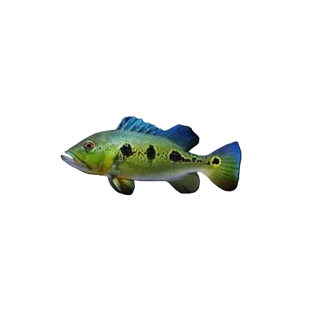 Peacock Bass