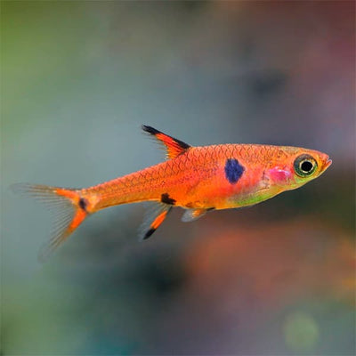 Rasbora Maculata