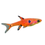 Rasbora Maculata
