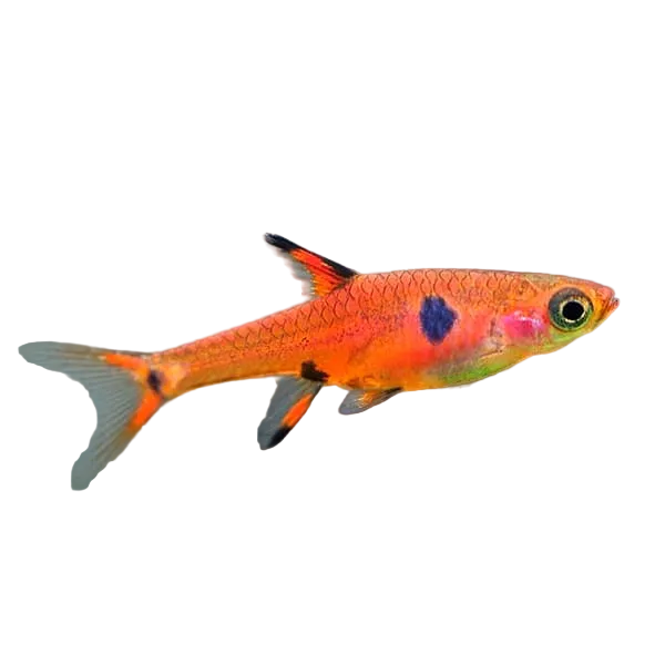 Rasbora Maculata