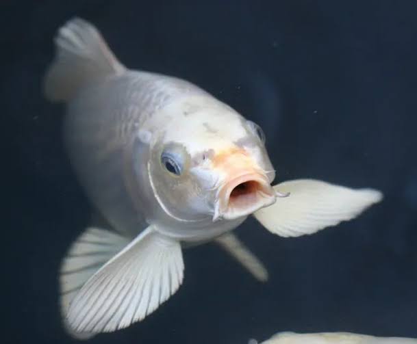 KOI CARP FISH MIX