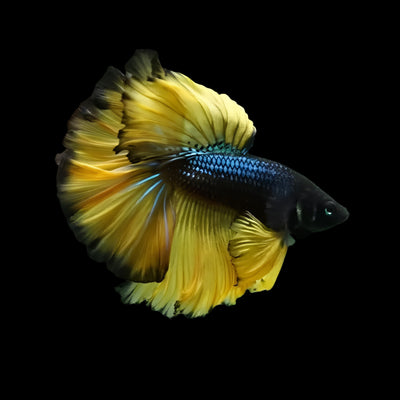 Mustard Gas Betta Fish
