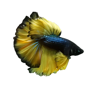 Mustard Gas Betta Fish