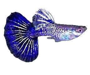 Violet Cobra Special Guppy Pair