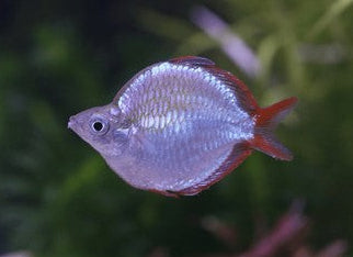 DWARF NEON RAINBOW 3cm