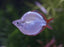 DWARF NEON RAINBOW 3cm