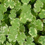 Growow Hydrocotyle tripartita Variegated