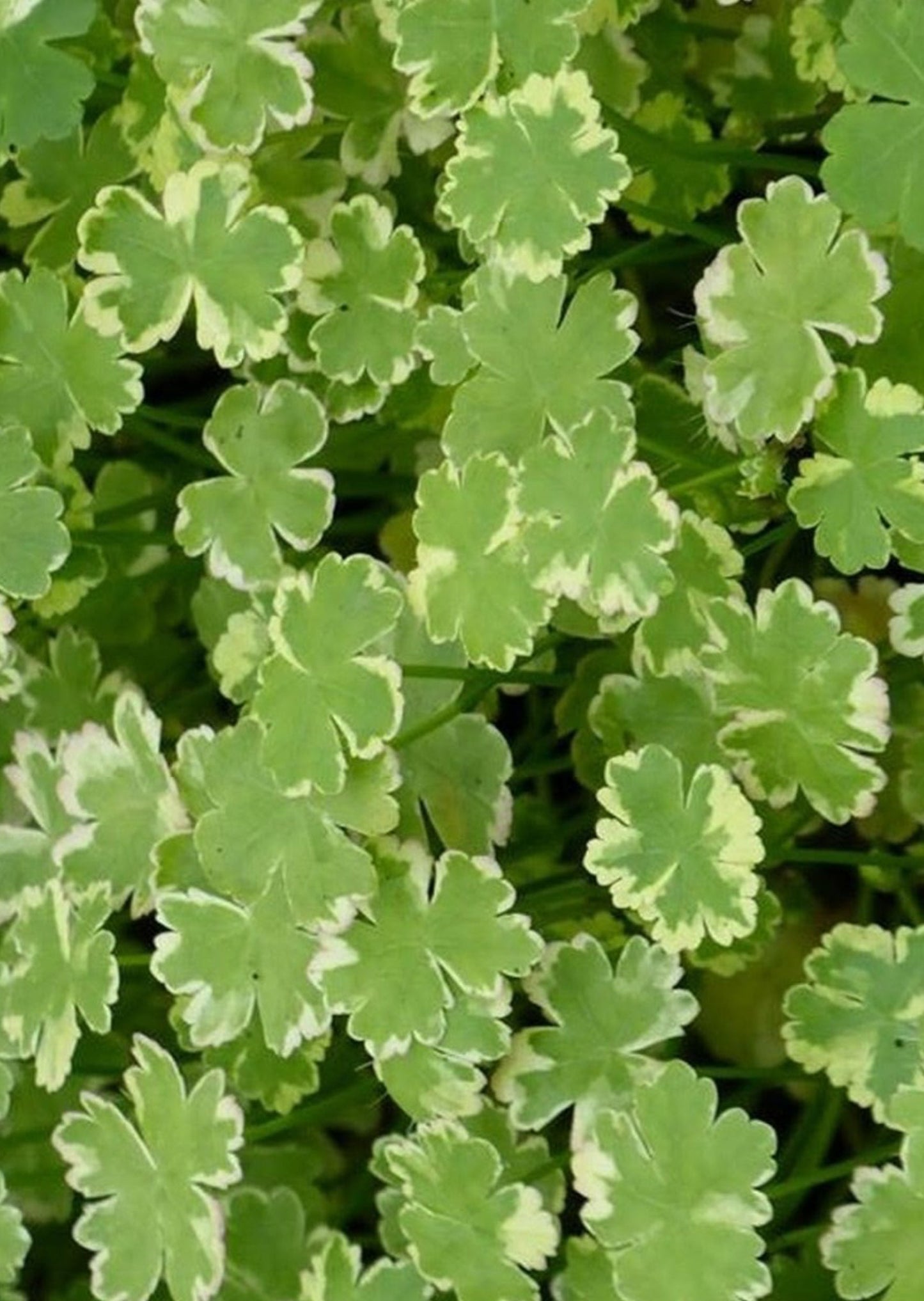 Growow Hydrocotyle tripartita Variegated