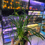 Ophiopogon japonica on Wood