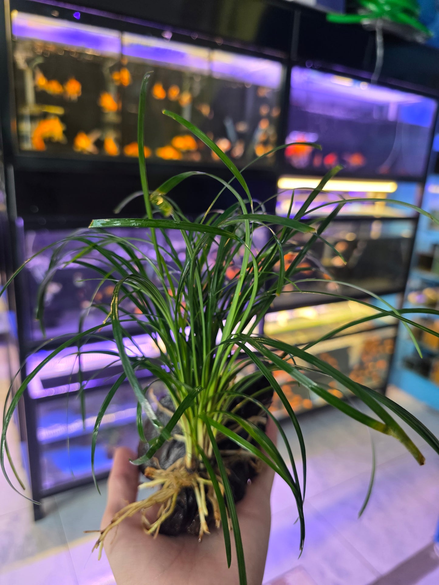 Ophiopogon japonica on Wood