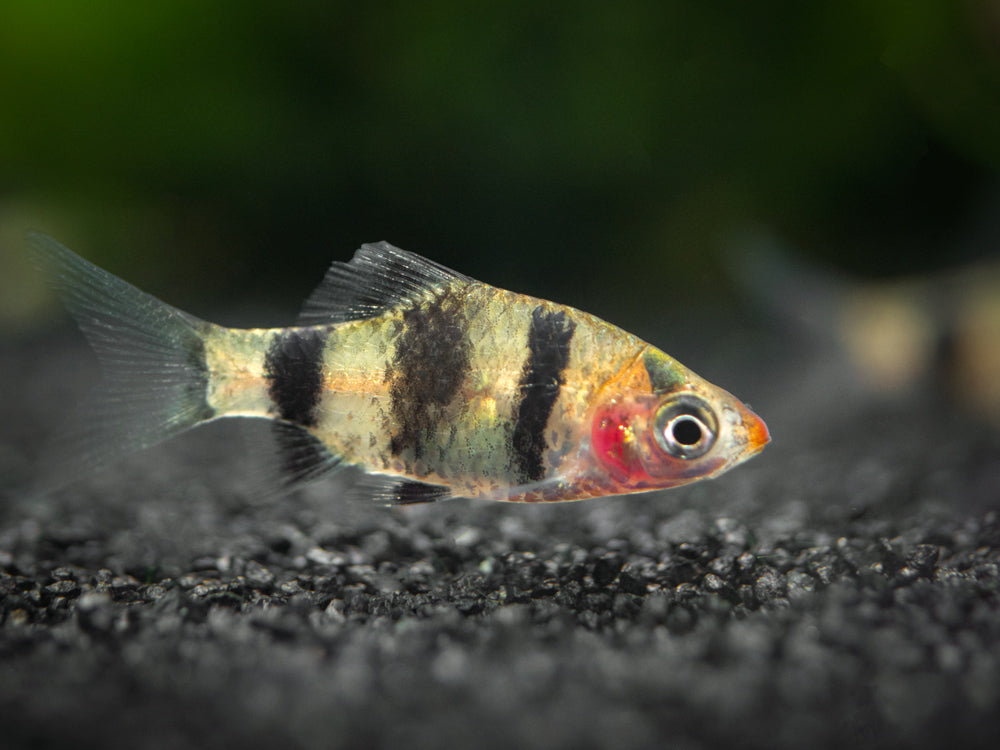 Black Ruby Barb (Pethia nigrofasciata)