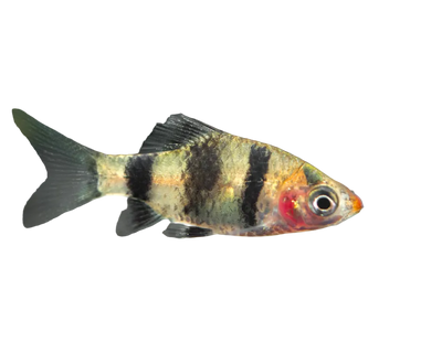 Black Ruby Barb (Pethia nigrofasciata)