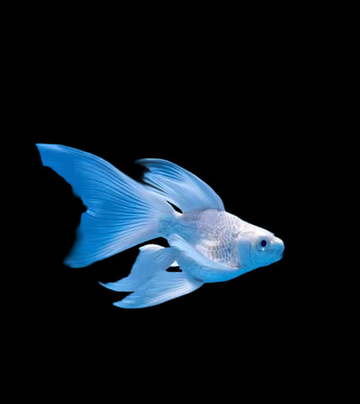 Baloon Butterfly Koi