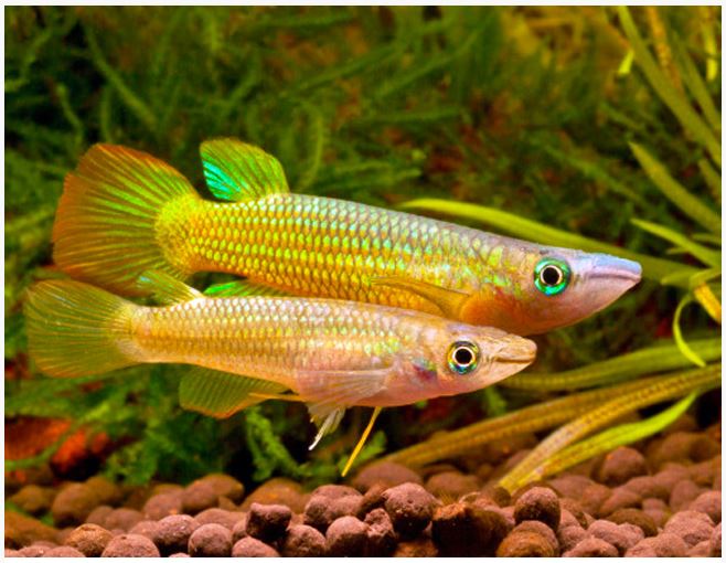 Yellow Panchax