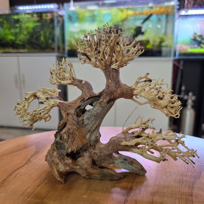 Pine Bonsai Tree Driftwood