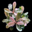 Bucephalandra Malawi Pink in Pot