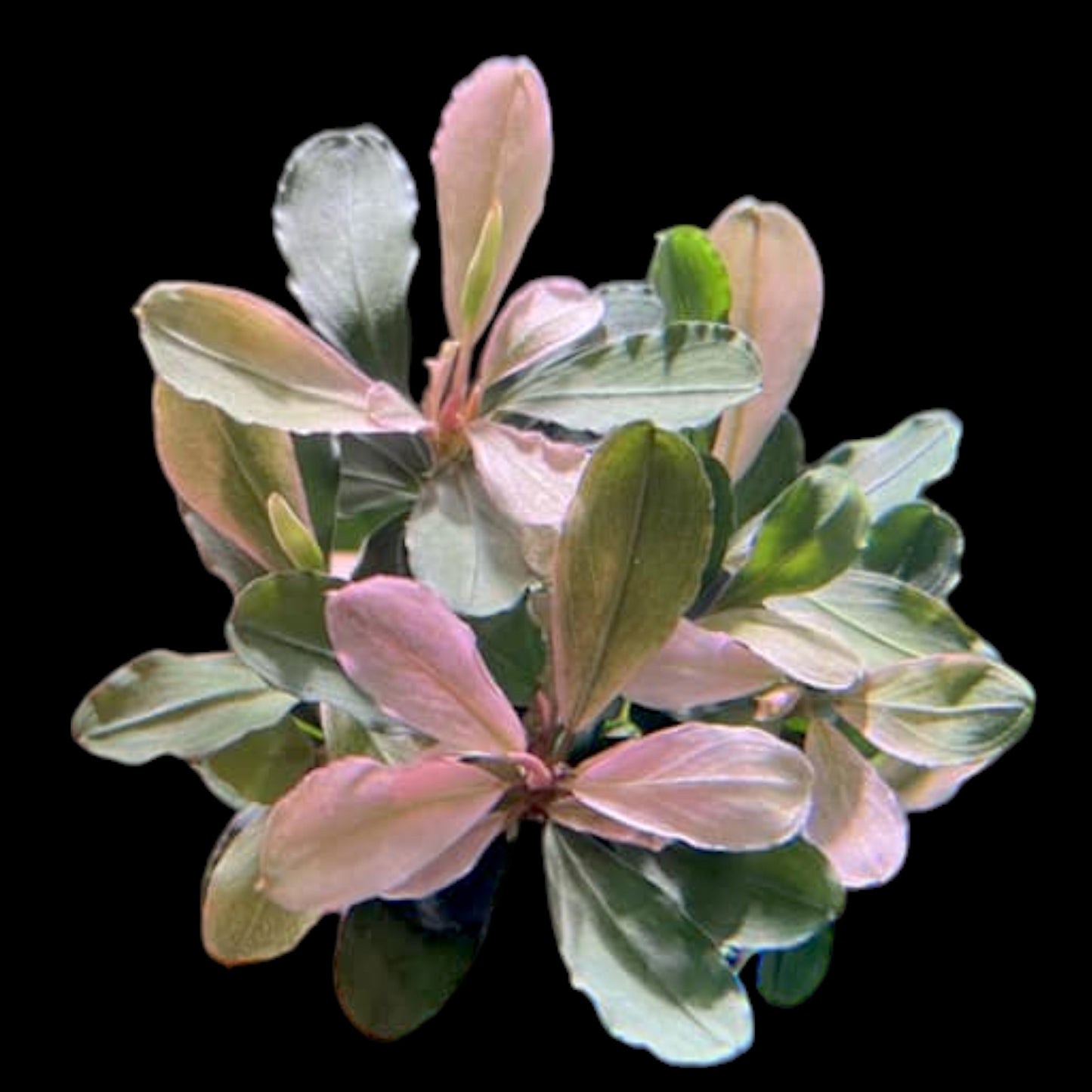 Bucephalandra Malawi Pink in Pot