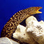 Tiger Moray Eel