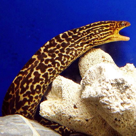 Tiger Moray Eel