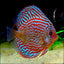 Super Red Turquoise Discus Fish