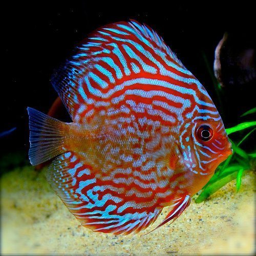 Super Red Turquoise Discus Fish