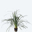 Ophiopogon japonica on Wood