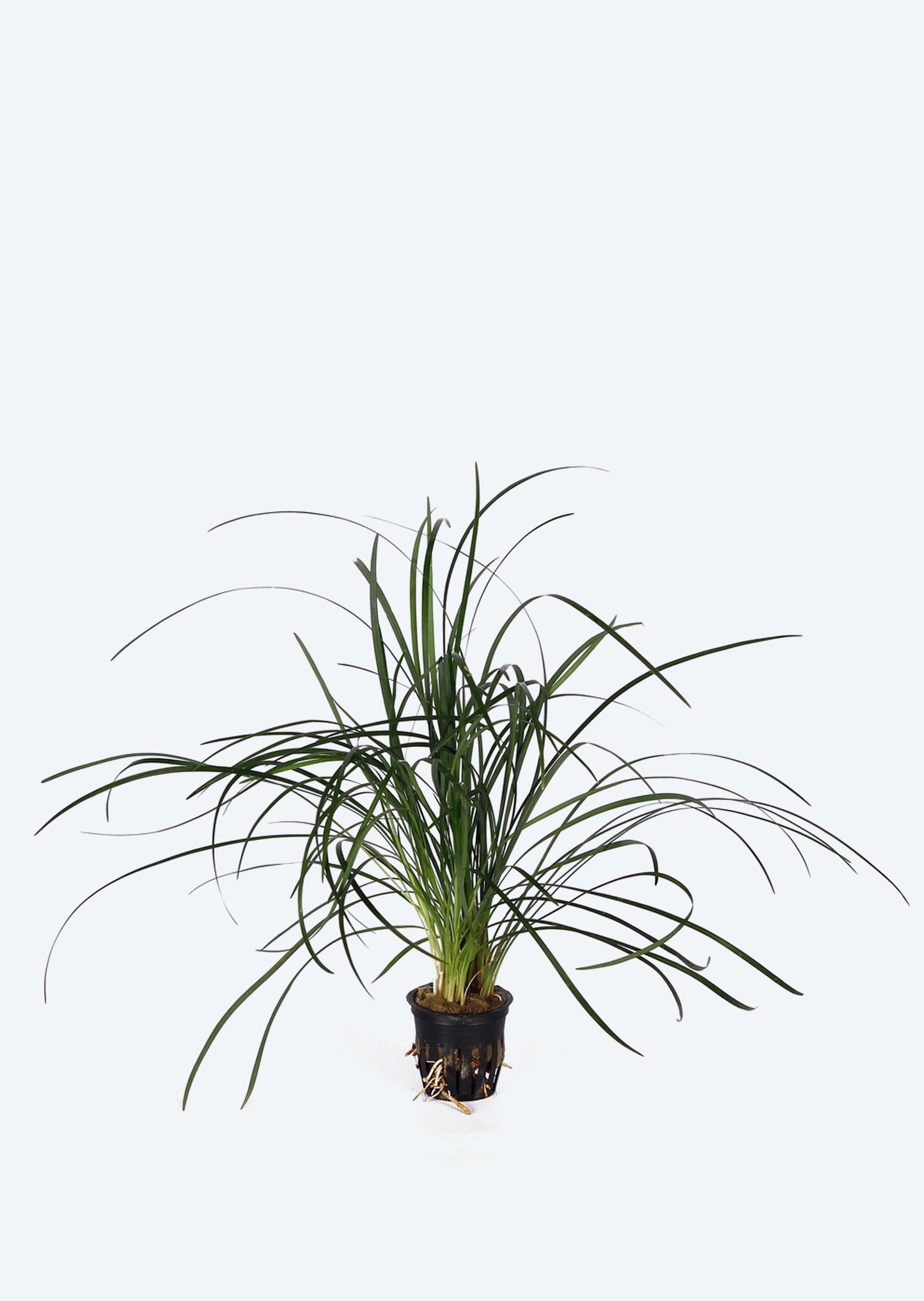 Ophiopogon japonica on Wood
