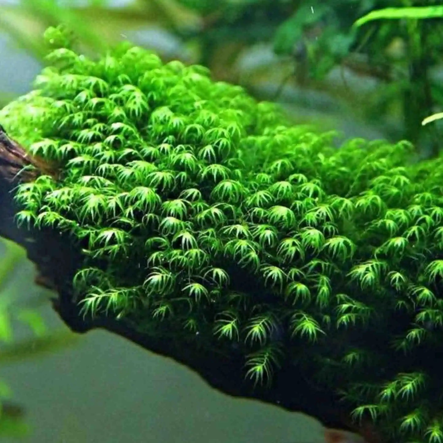Fissidens Fontanus Moss in Cup
