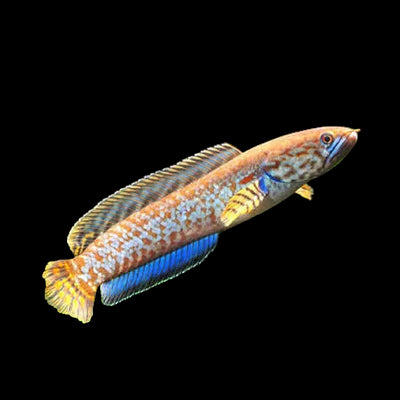 Rainbow Snake Head 10cm